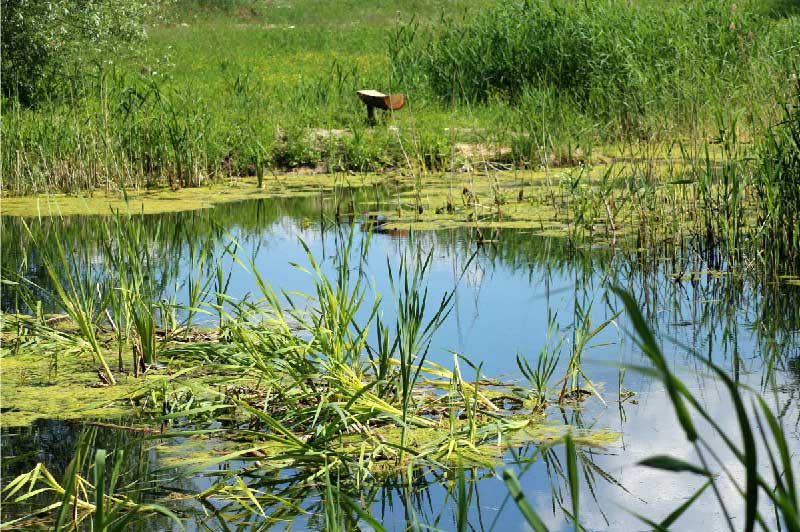 Picture of various vegetation on a pond