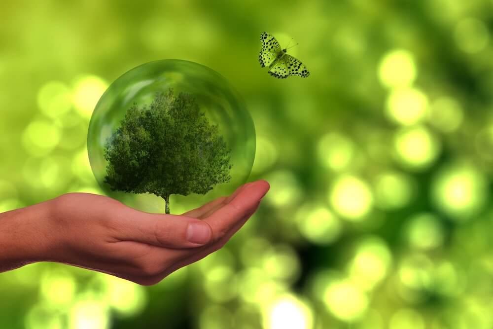 Photo of a person holding a globe with a tree inside and a butterfly hovering nearby to represent sustainability